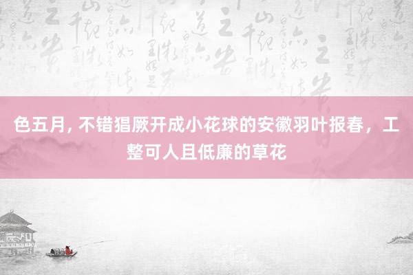 色五月， 不错猖厥开成小花球的安徽羽叶报春，工整可人且低廉的草花
